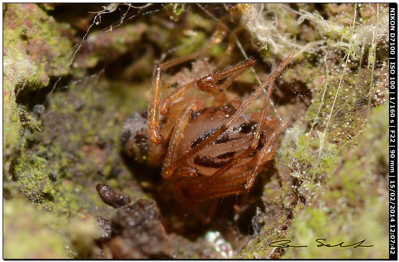 Scytodes velutina - Alghero (SS)